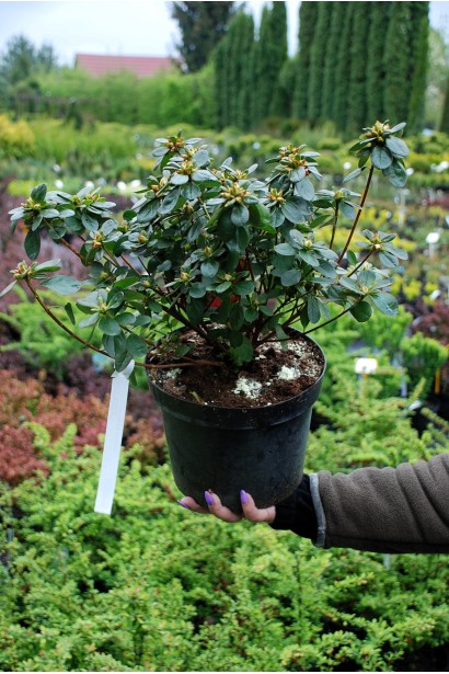 Рододендрон Гейша Оранж із густим зеленим листям.